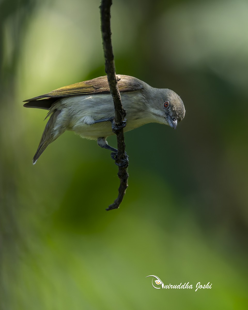 Thick-billed Flowerpecker - ML645936643