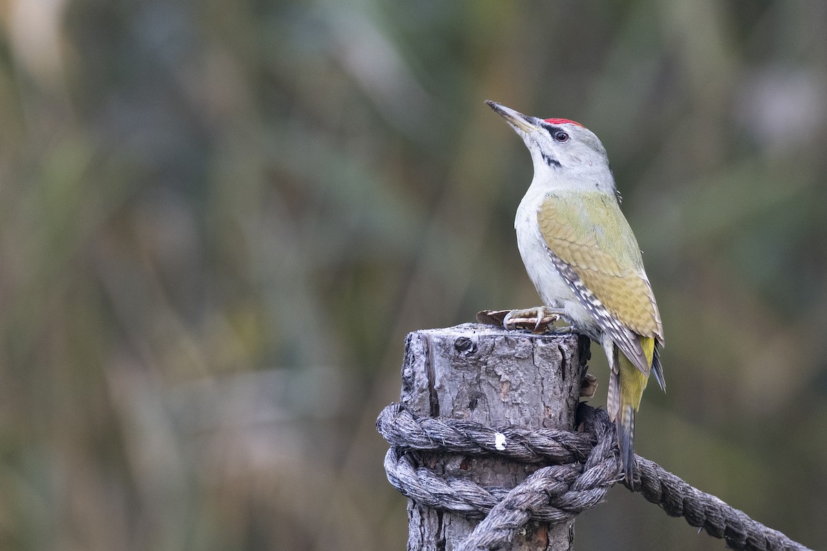 Pic cendré (canus/jessoensis) - ML645936648