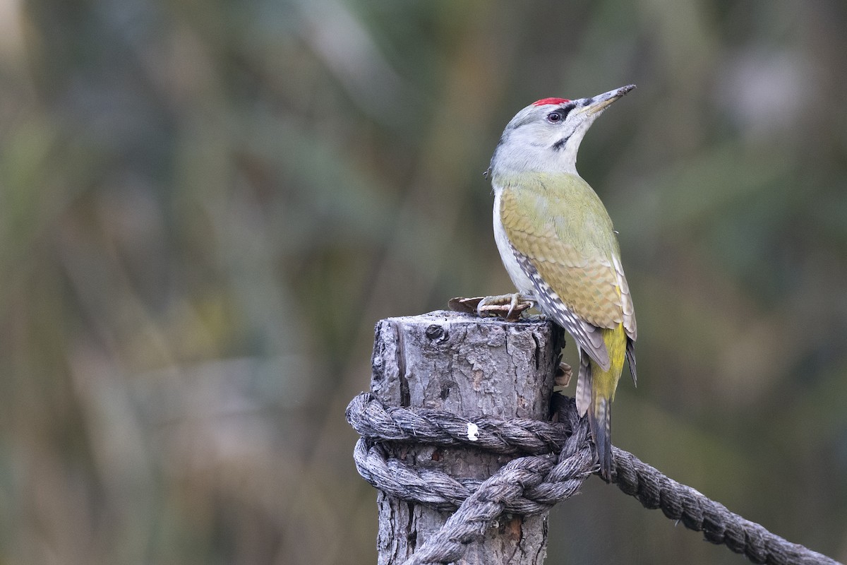 Pic cendré (canus/jessoensis) - ML645936649