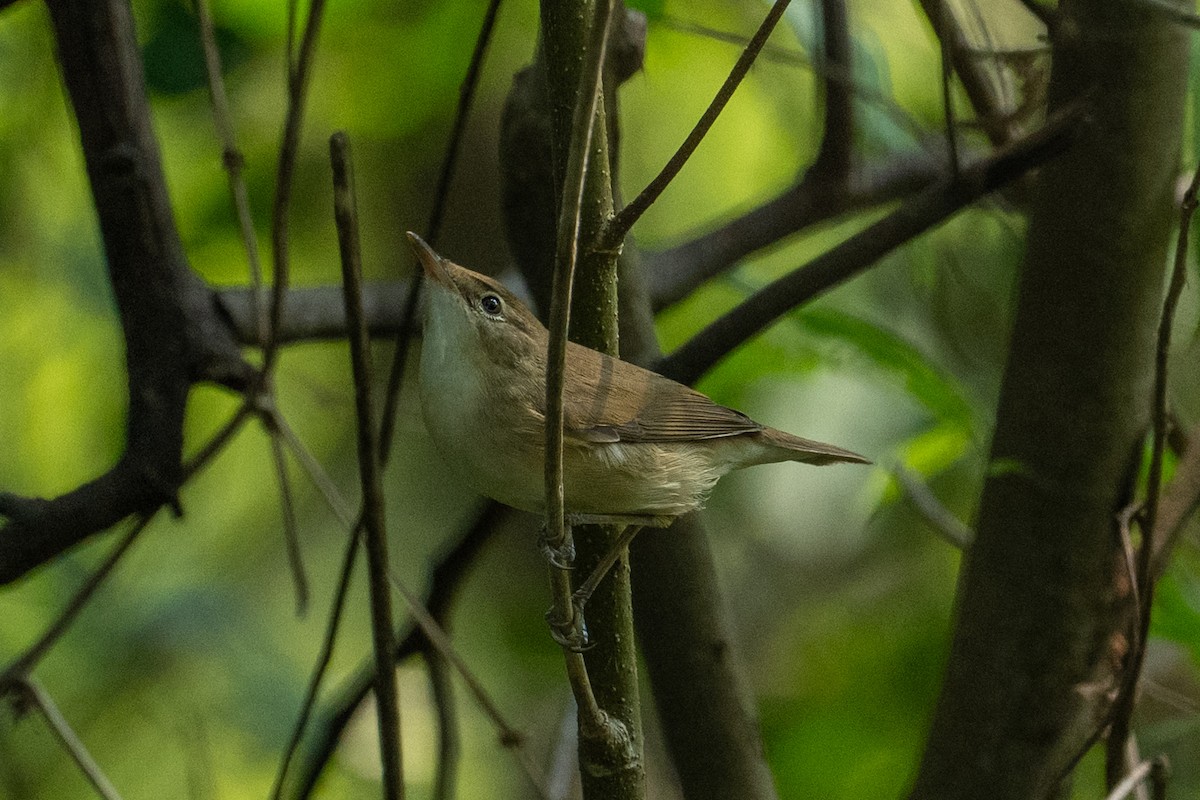 Blyth's Reed Warbler - ML645936660