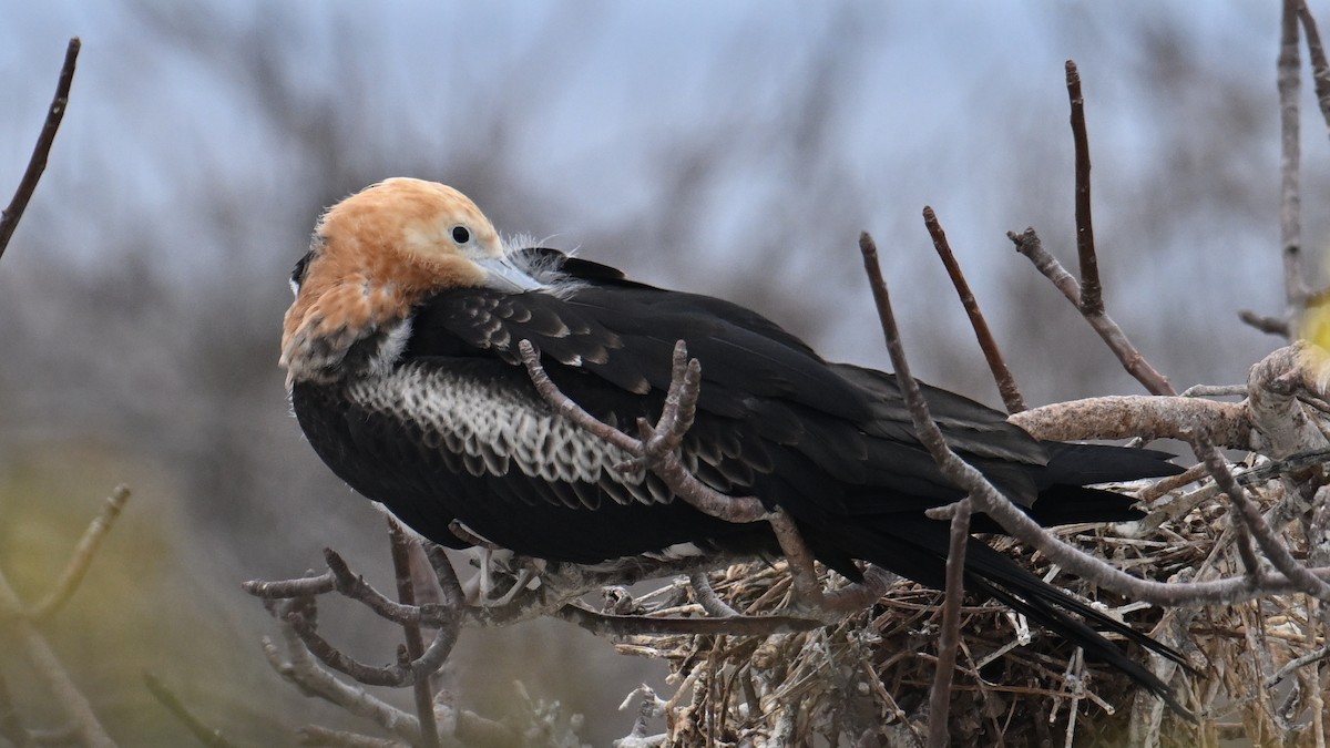 פריגט גדול - ML645936661