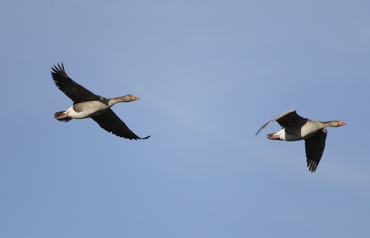 Гуска сіра - ML645936677