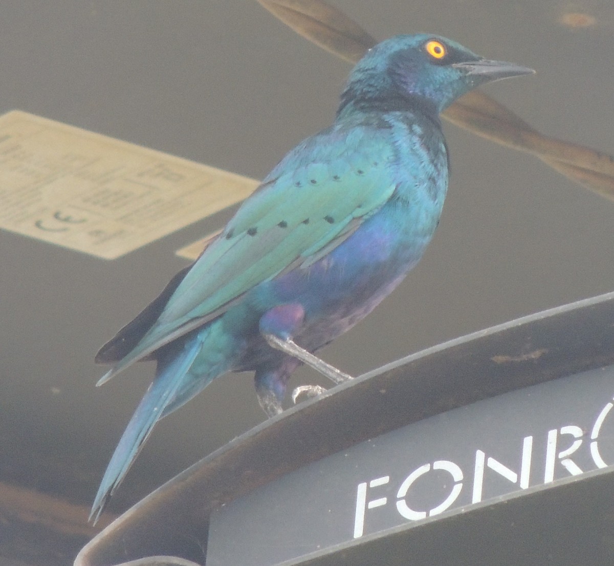 blåøreglansstær - ML645936679