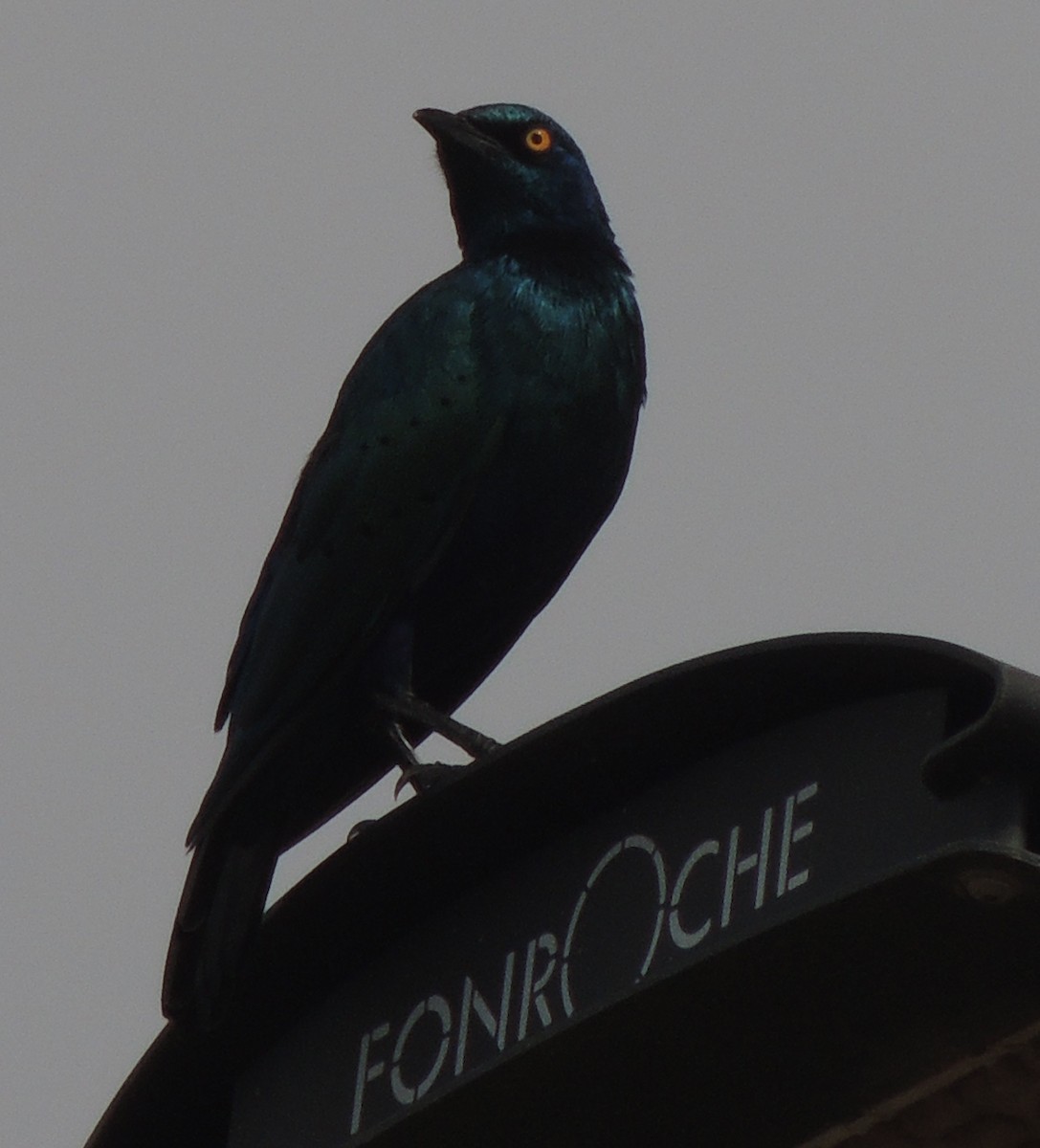 blåøreglansstær - ML645936680