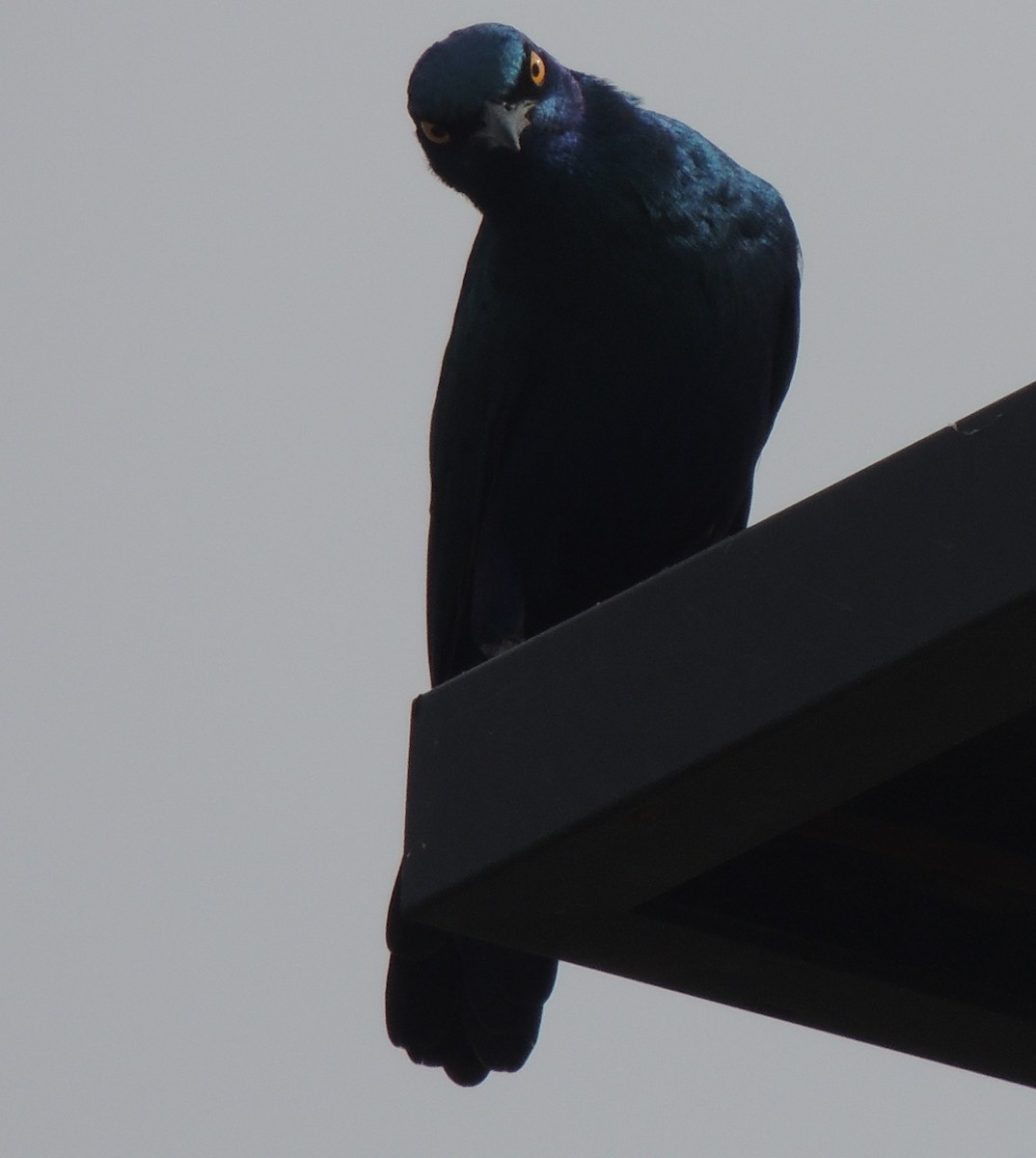 blåøreglansstær - ML645936681