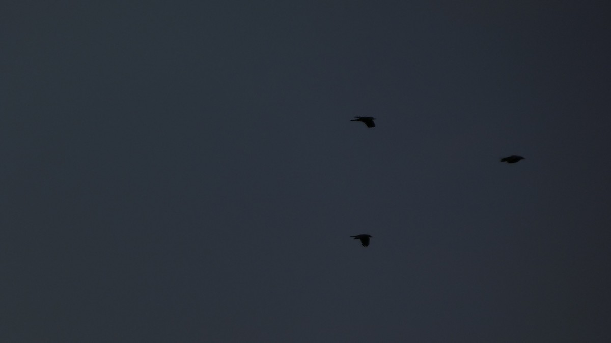 禿鼻鴉 - ML645936685