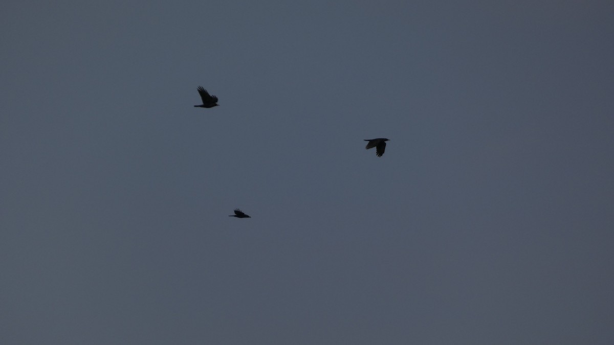 禿鼻鴉 - ML645936686