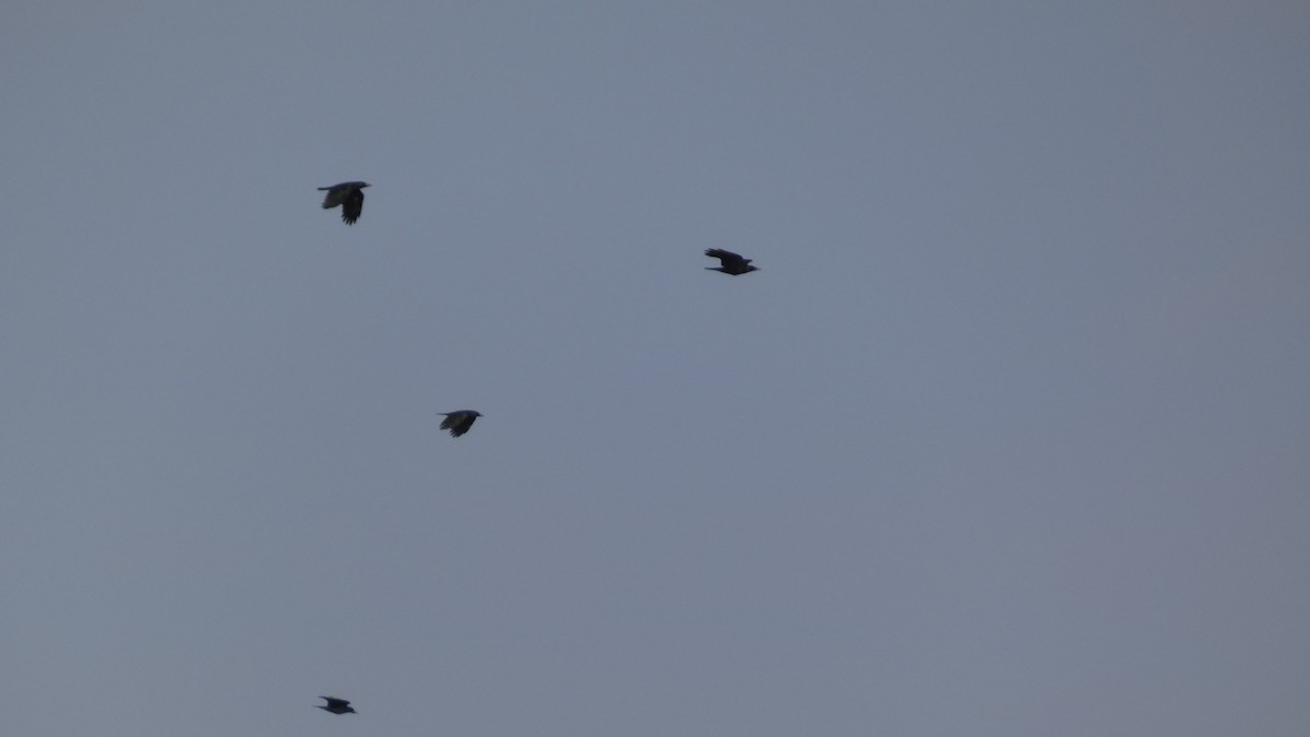 禿鼻鴉 - ML645936687