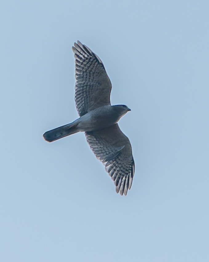 Shikra - ML645936697