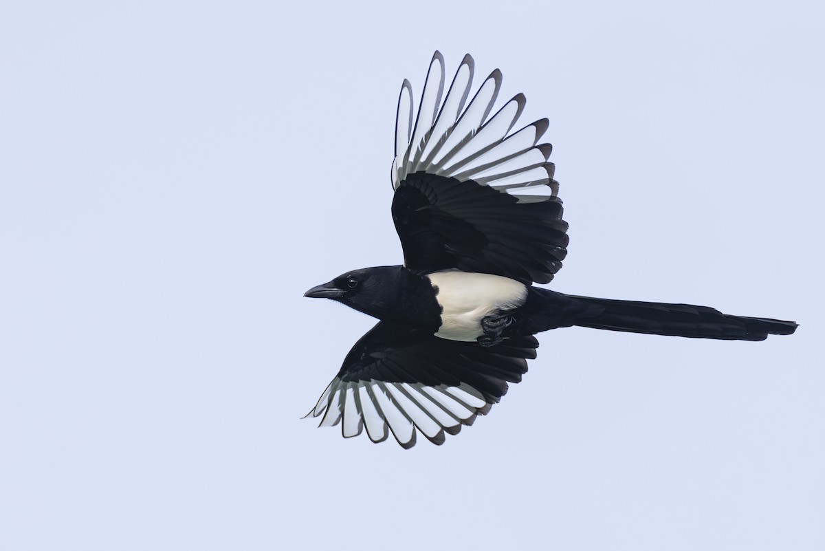 Oriental Magpie - ML645936704