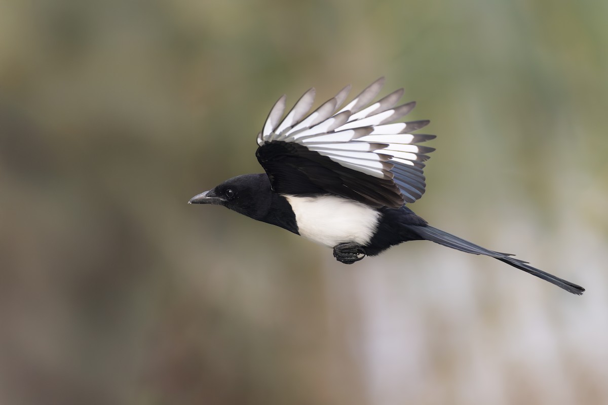 orientskjære - ML645936707