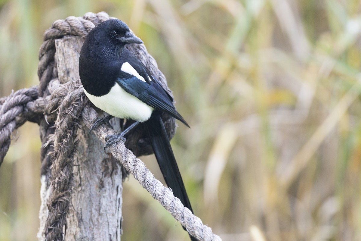 orientskjære - ML645936708