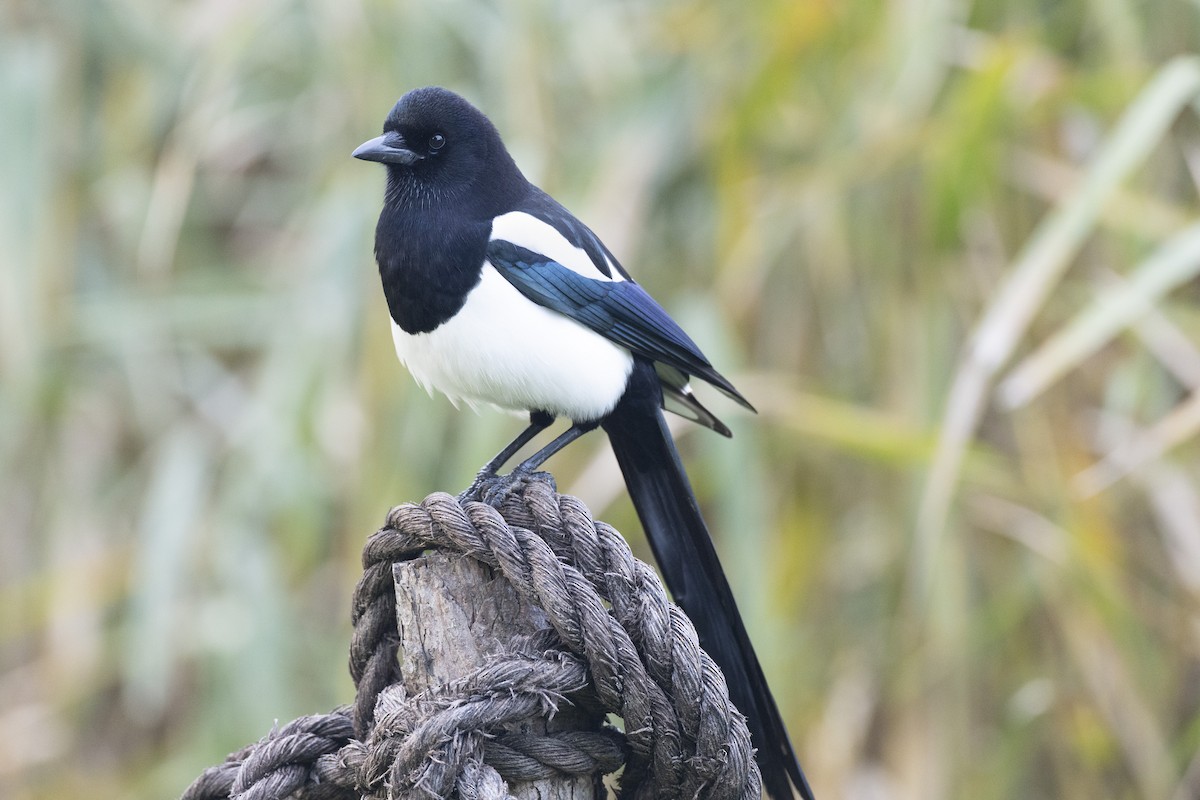 orientskjære - ML645936709