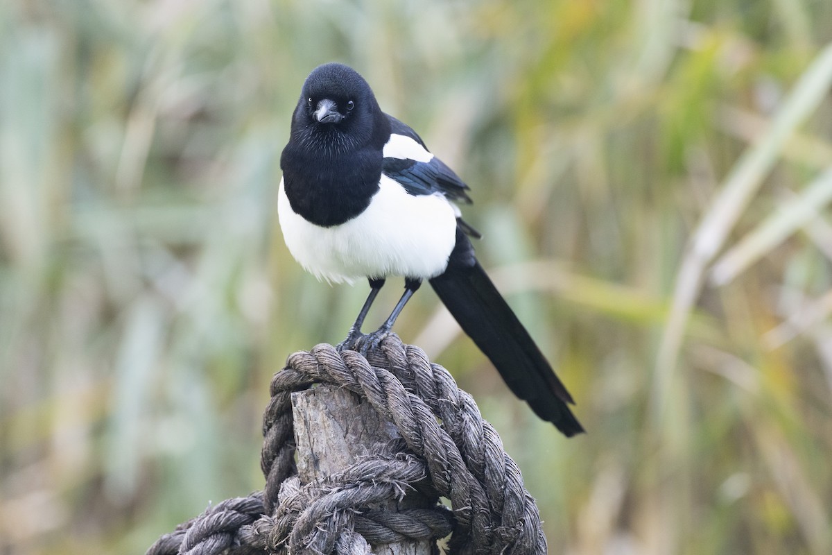 orientskjære - ML645936710