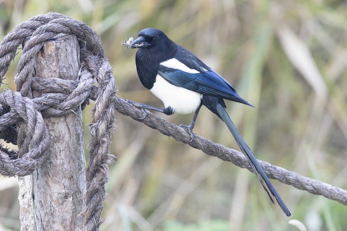 orientskjære - ML645936711