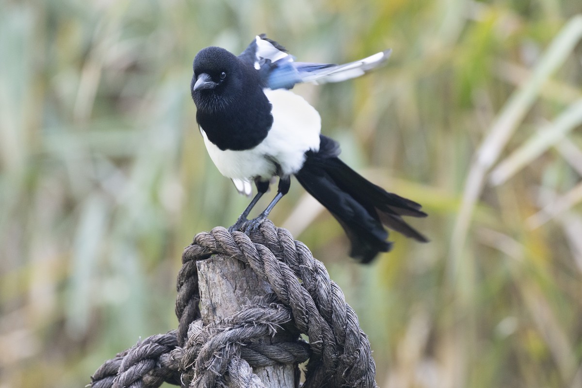 orientskjære - ML645936712