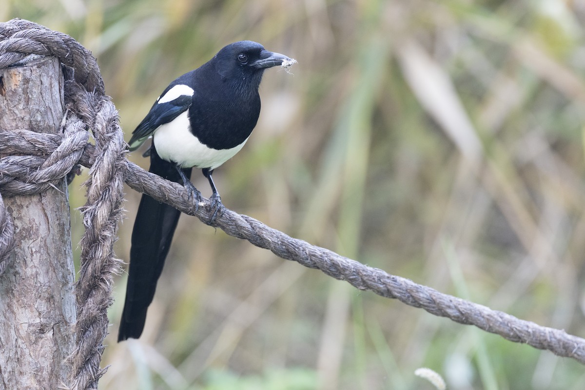 orientskjære - ML645936713