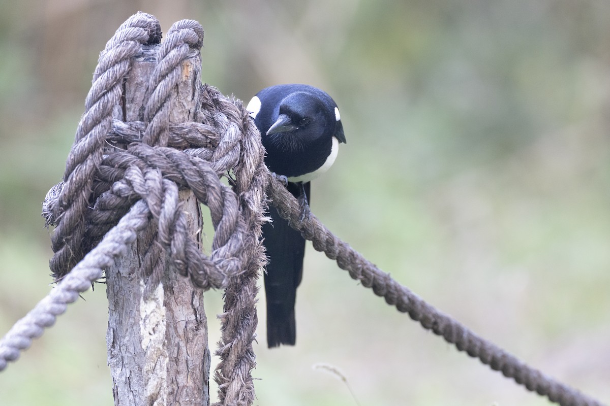 orientskjære - ML645936714