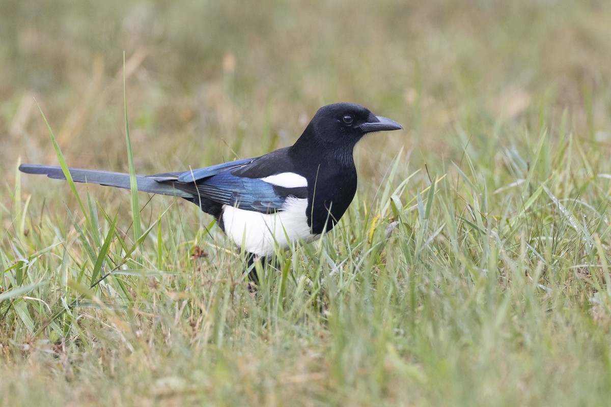 orientskjære - ML645936715