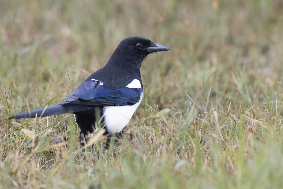 orientskjære - ML645936716