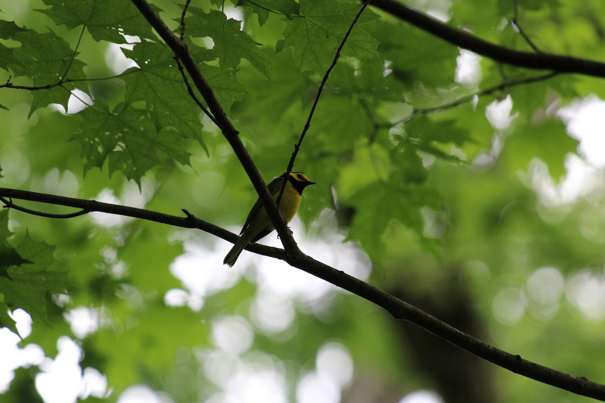 Болотянка чорногорла - ML645936717