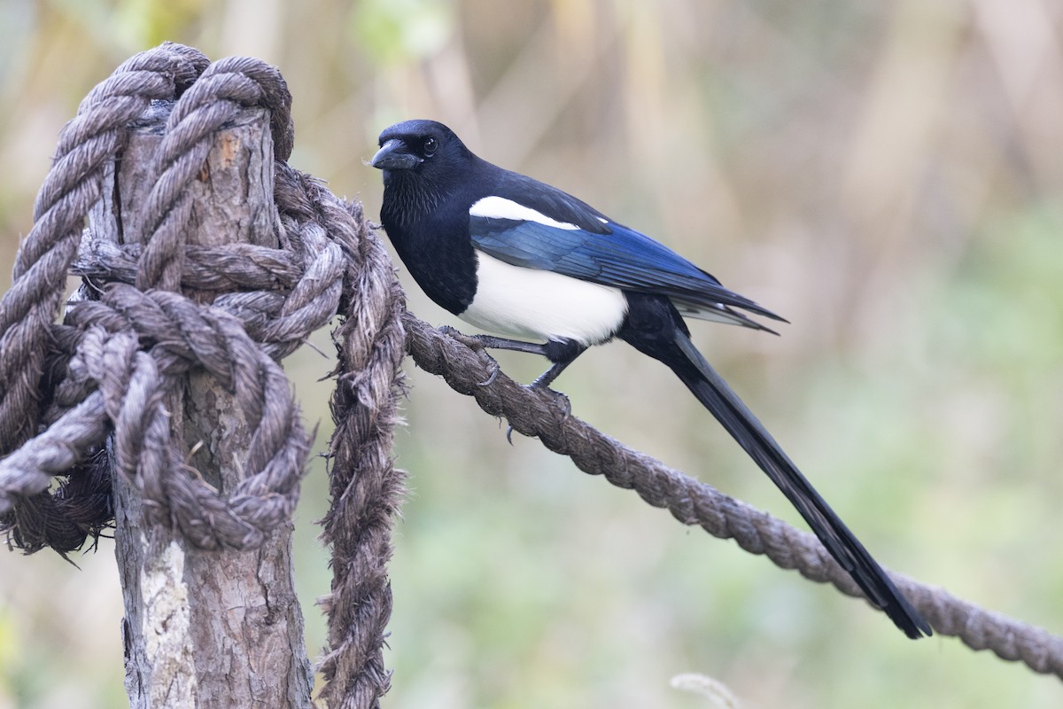 orientskjære - ML645936718