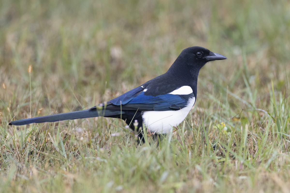 orientskjære - ML645936719