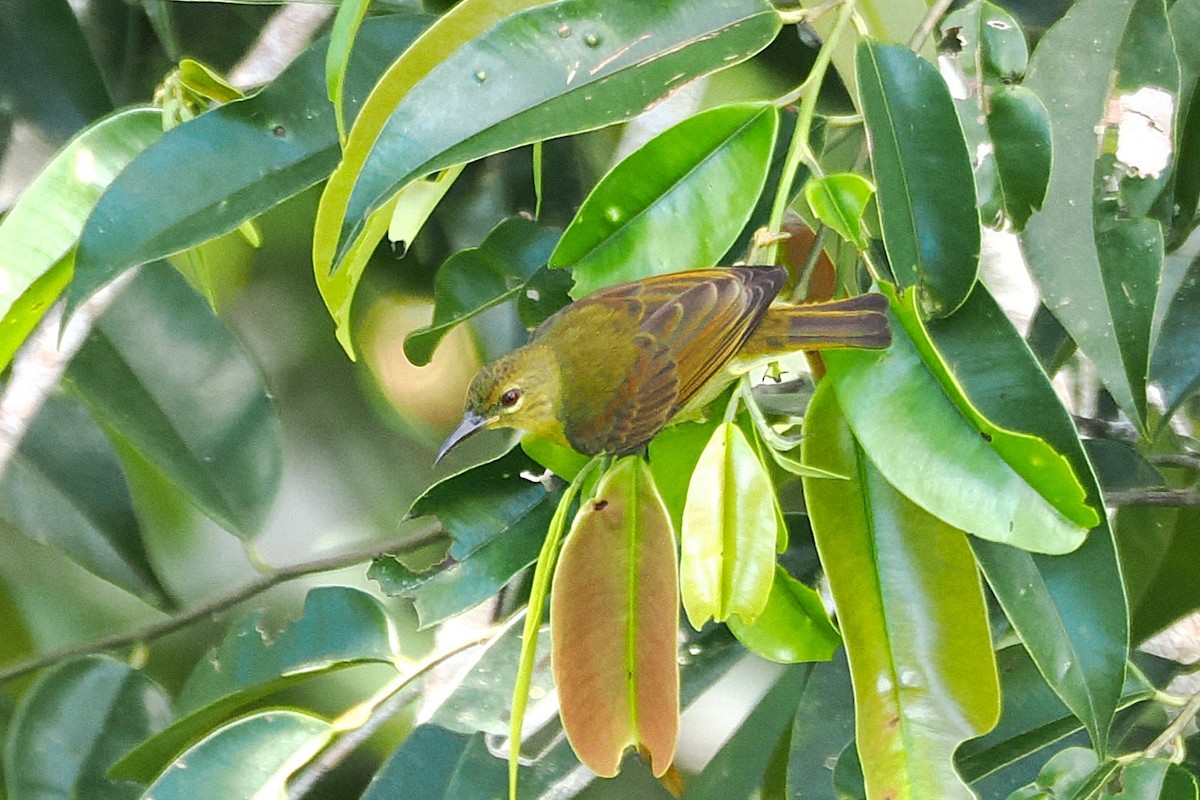 Red-throated Sunbird - ML645936758