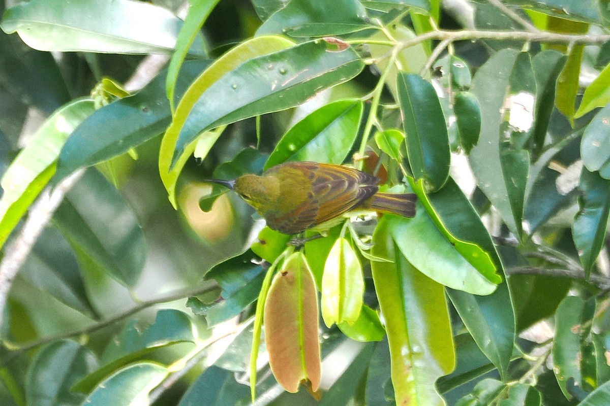 Red-throated Sunbird - ML645936759