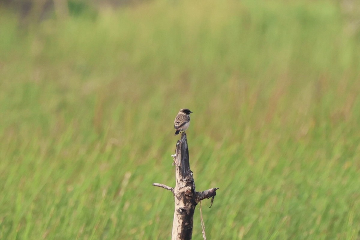 Amur Stonechat - ML645936786