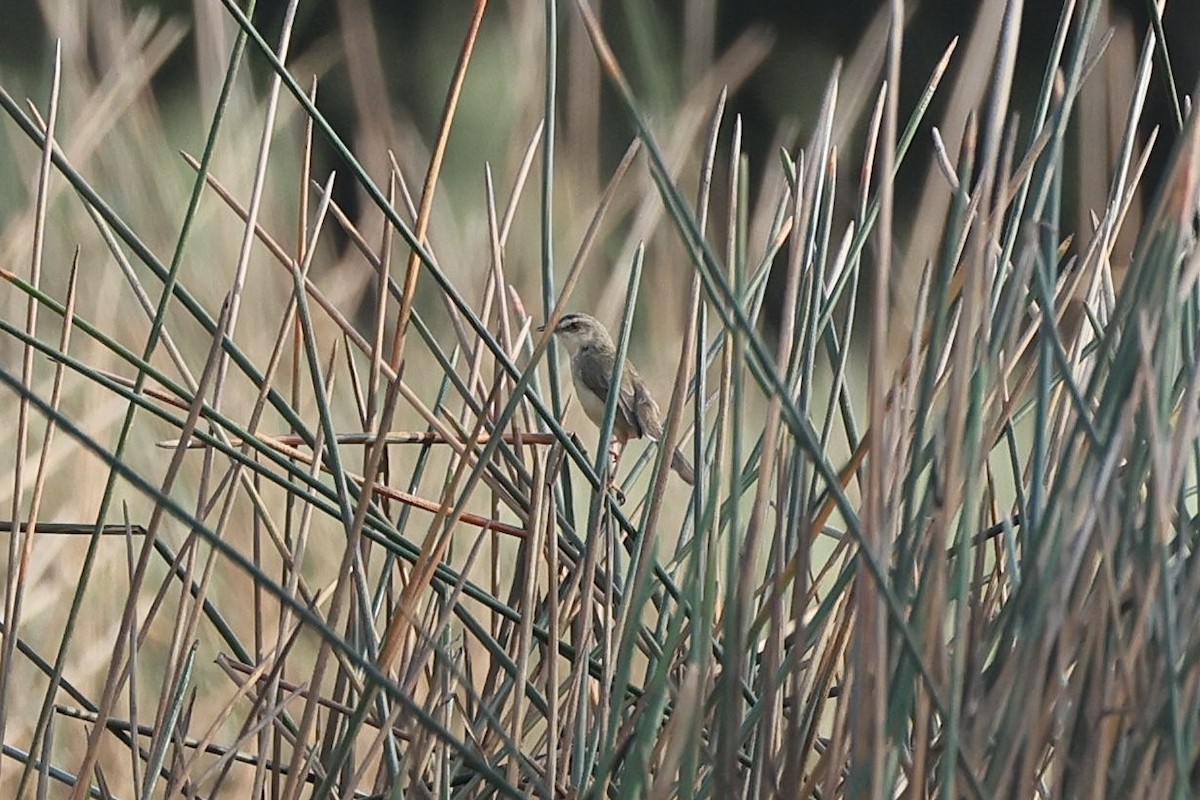 Plain Prinia - ML645936787