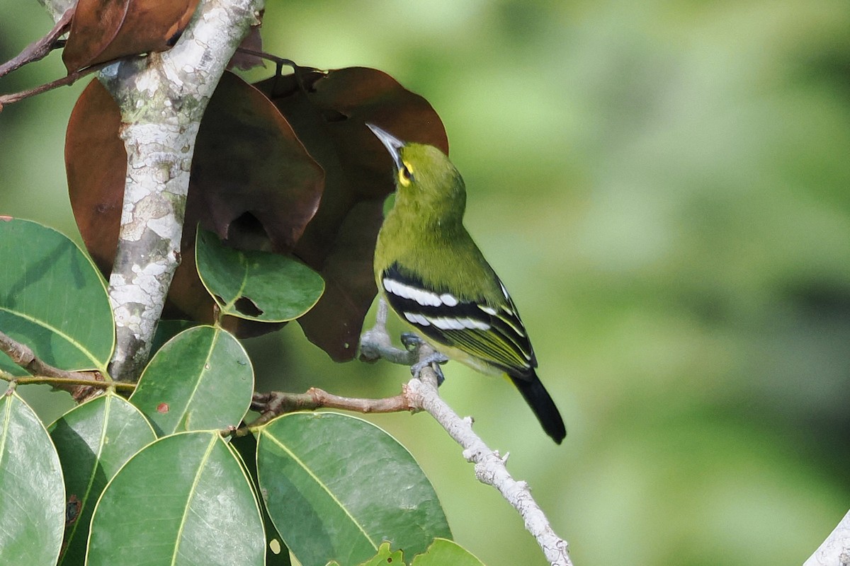 Green Iora - ML645936791