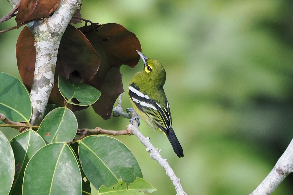 Green Iora - ML645936792
