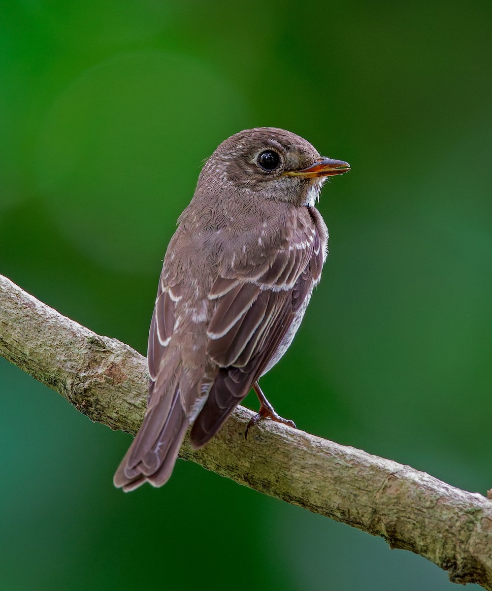 Dark-sided Flycatcher - ML645936807
