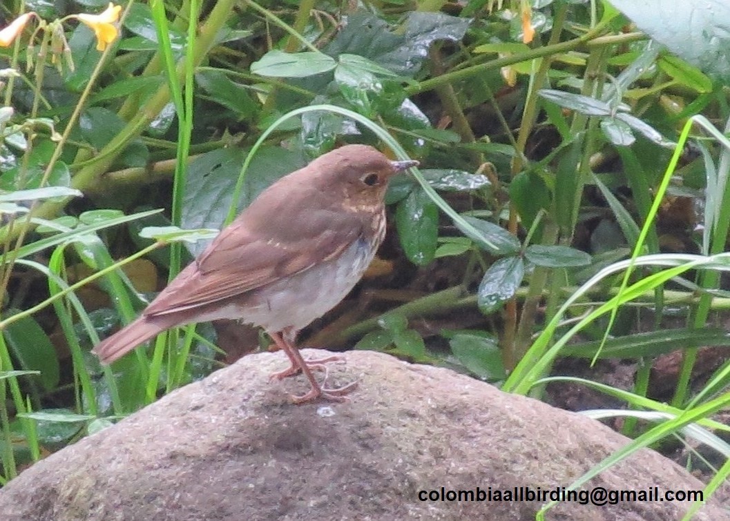 Zorzalito de Swainson - ML645936813