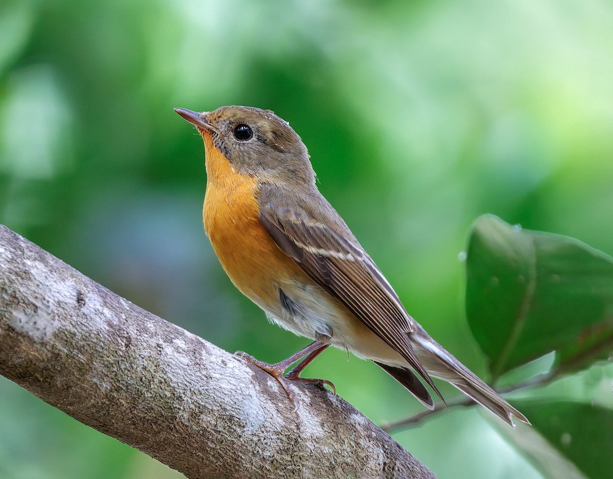 Mugimaki Flycatcher - ML645936815