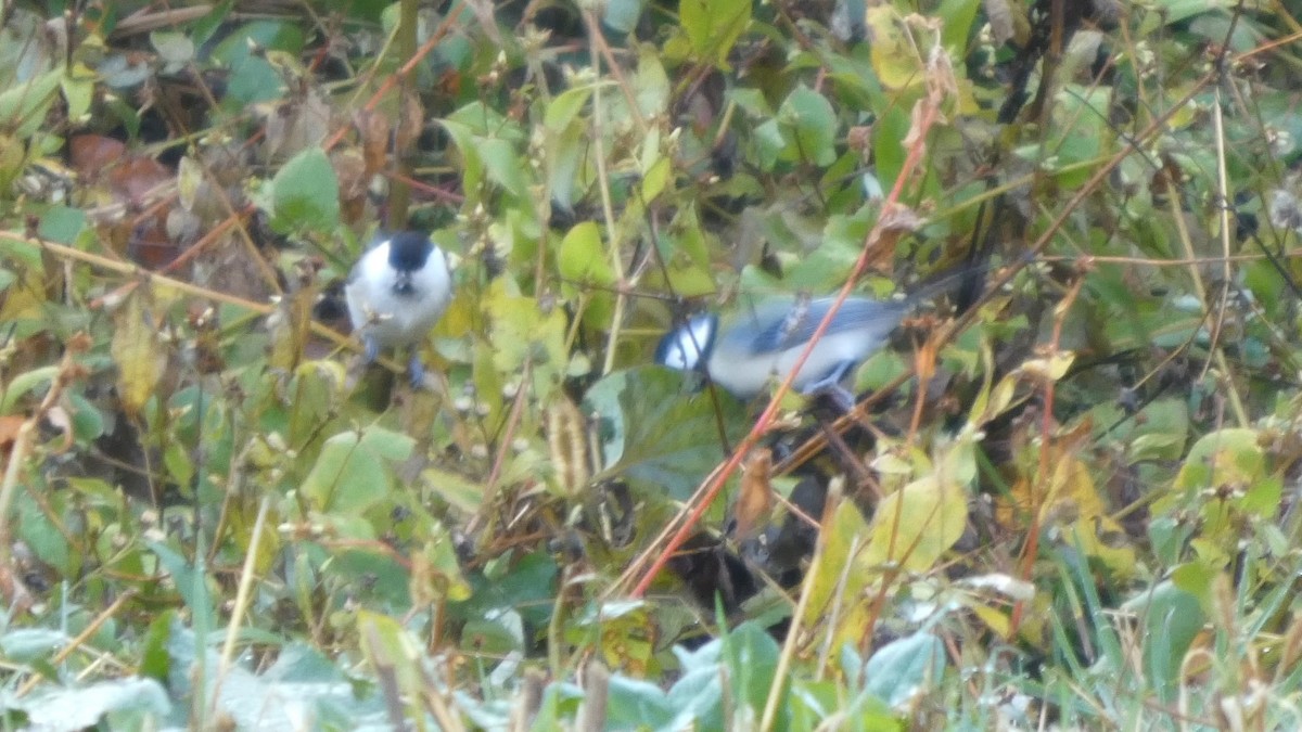 Пухляк - ML645936820