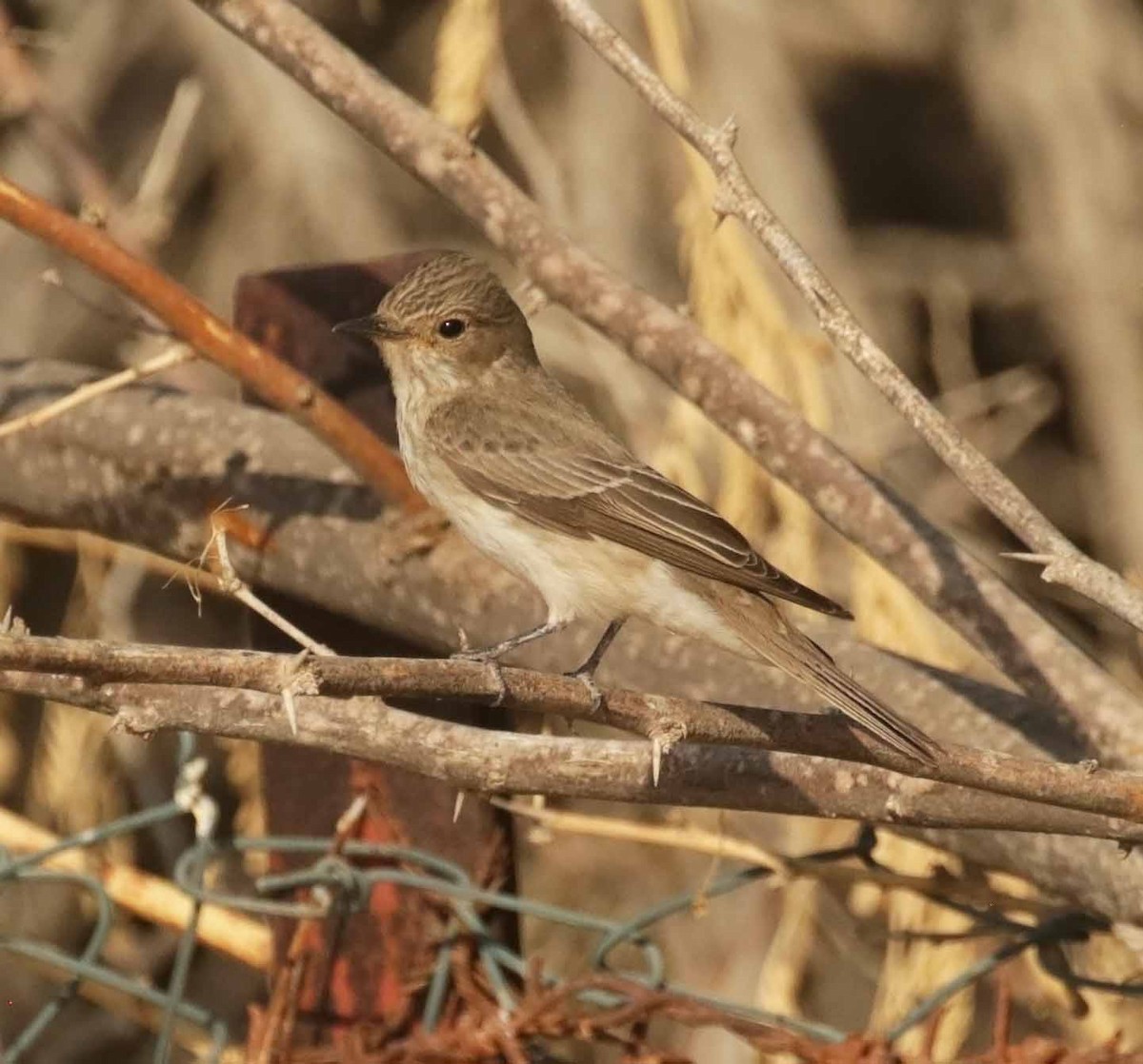 Spotted Flycatcher - ML645936839