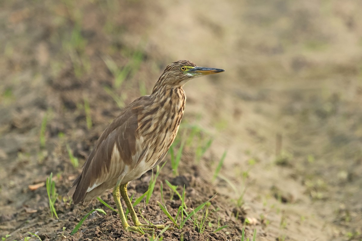 Indian Pond-Heron - ML645936847