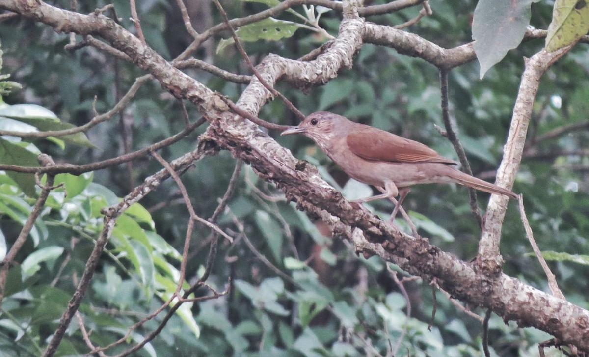 Pale-breasted Thrush - ML645936868