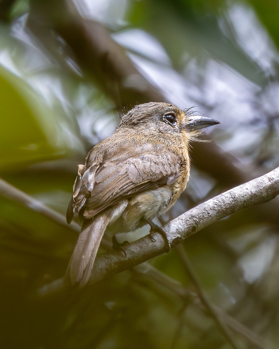 Рыжеватая ленивка - ML645936869