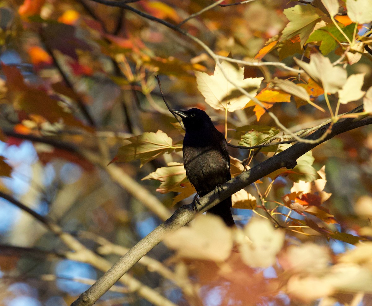 Common Grackle - ML645936882