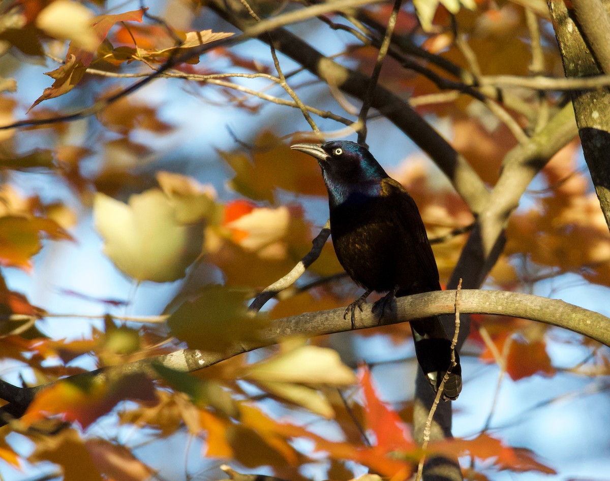 Common Grackle - ML645936883
