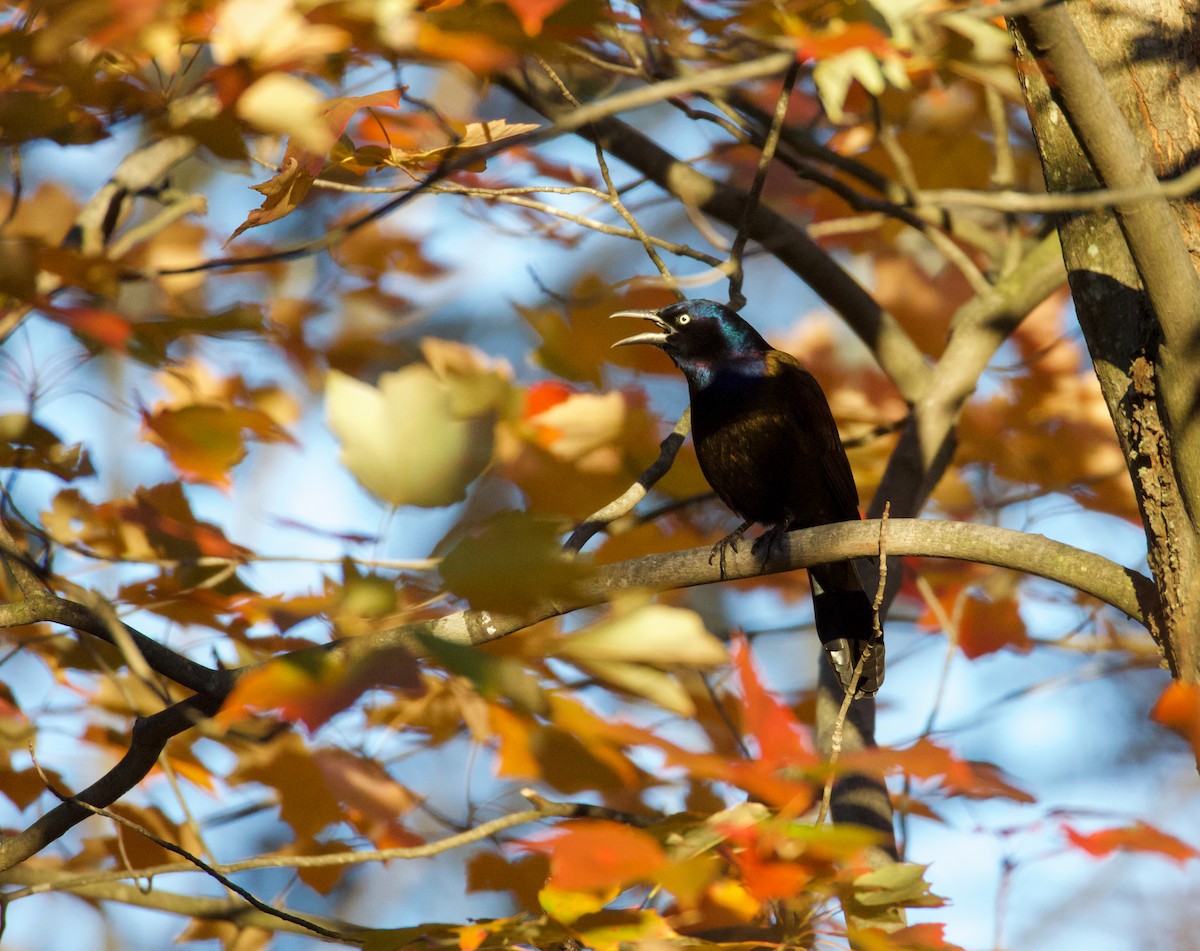 Common Grackle - ML645936884
