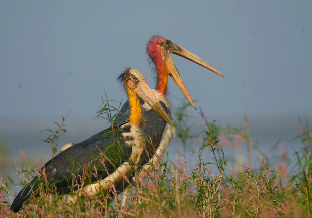 Аргала - ML645936887