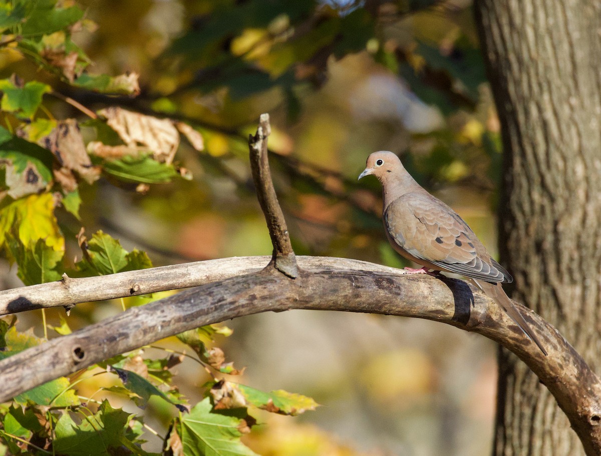 Mourning Dove - ML645936888