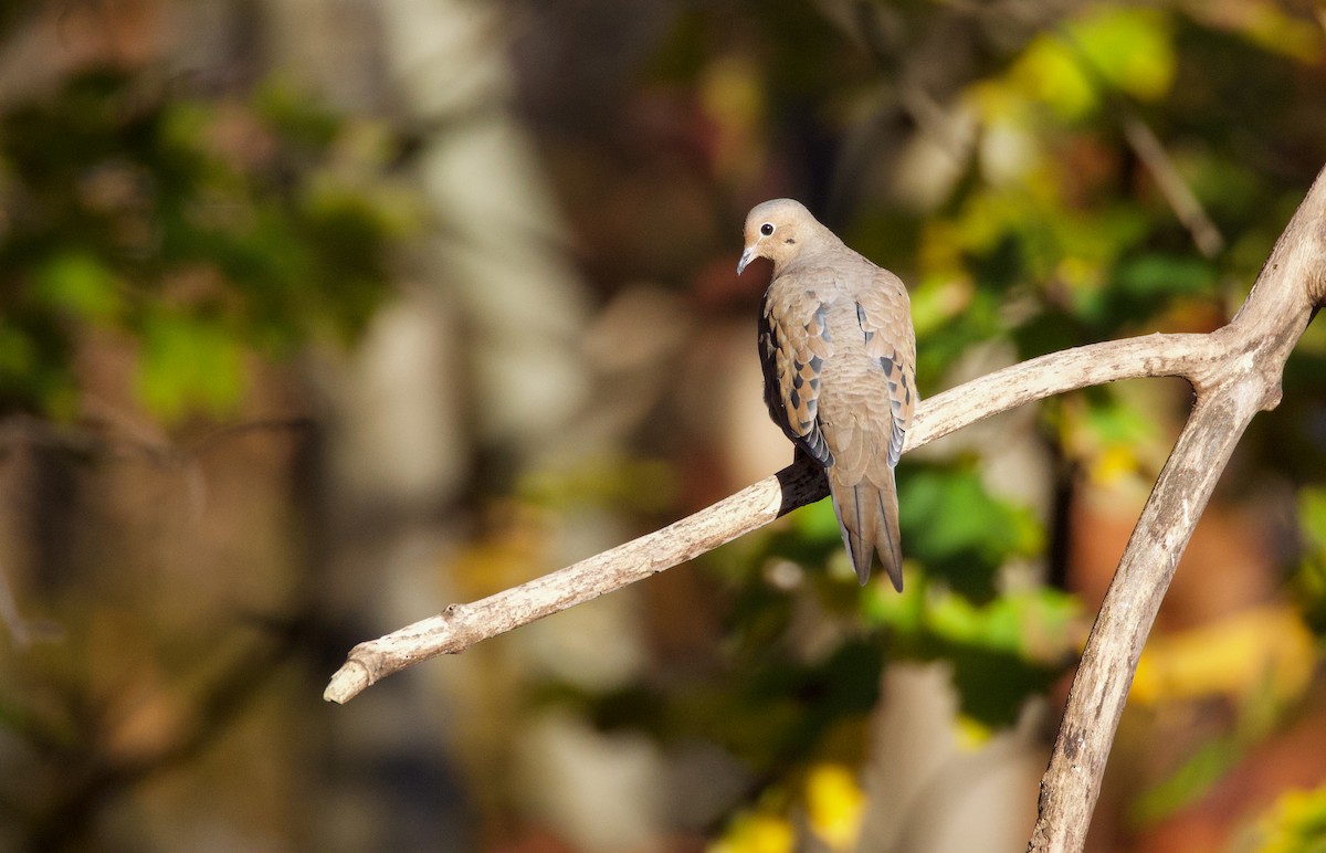 Mourning Dove - ML645936889
