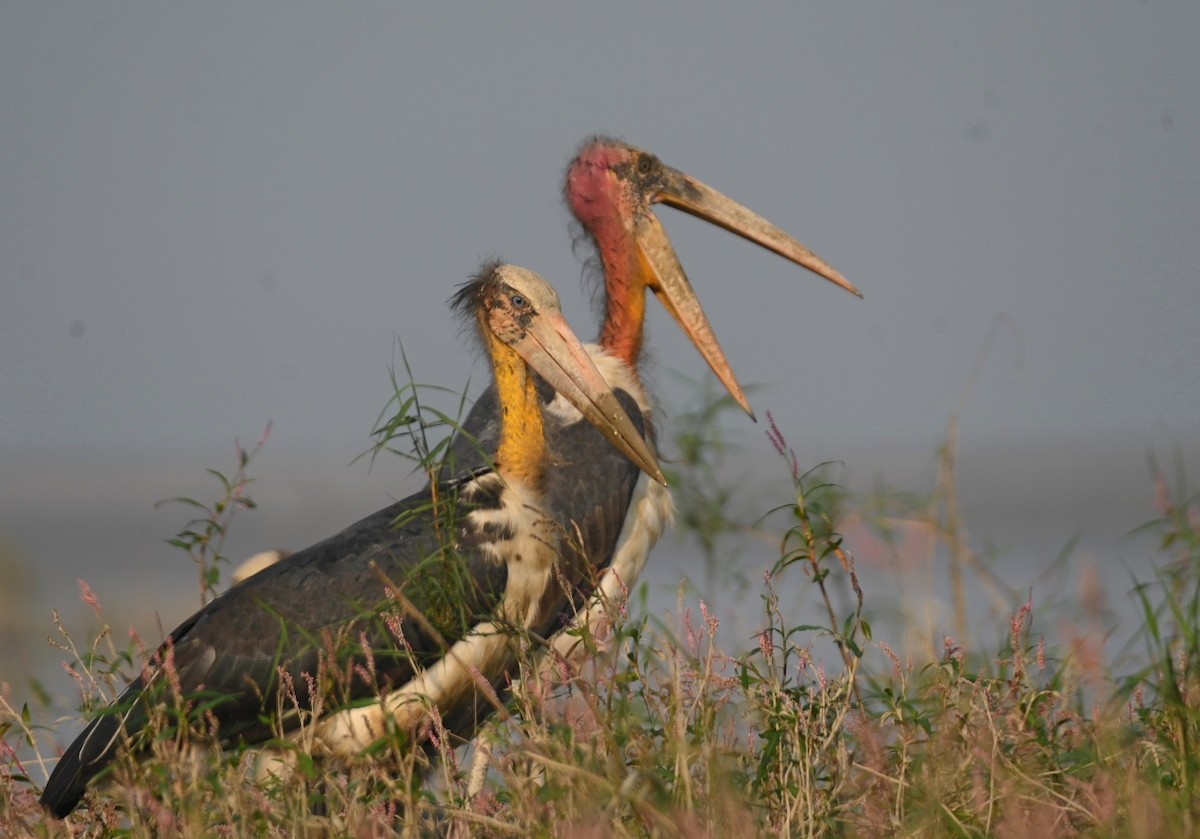 Марабу яванський - ML645936894