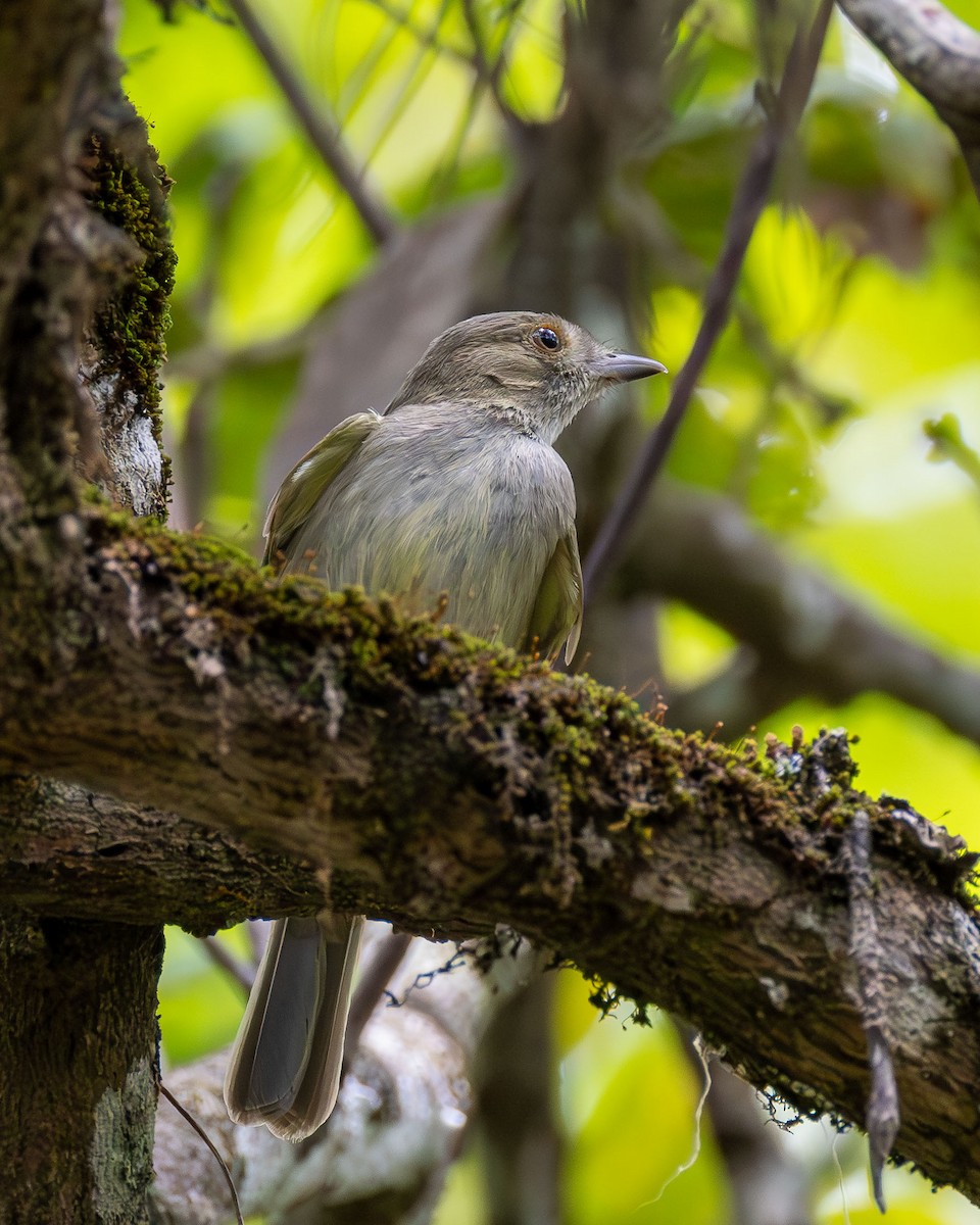 Pale-bellied Tyrant-Manakin - ML645936895