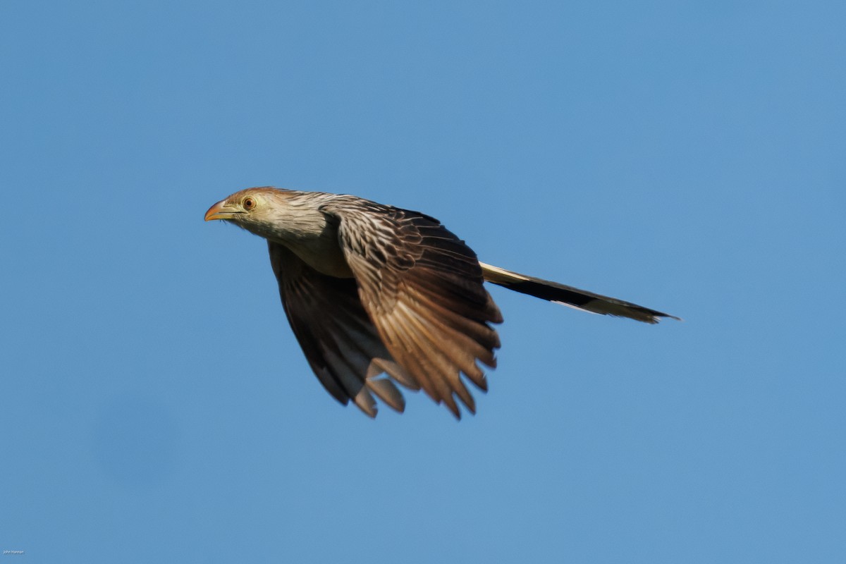 Гуїра - ML645936896